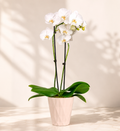 Orchid Plant