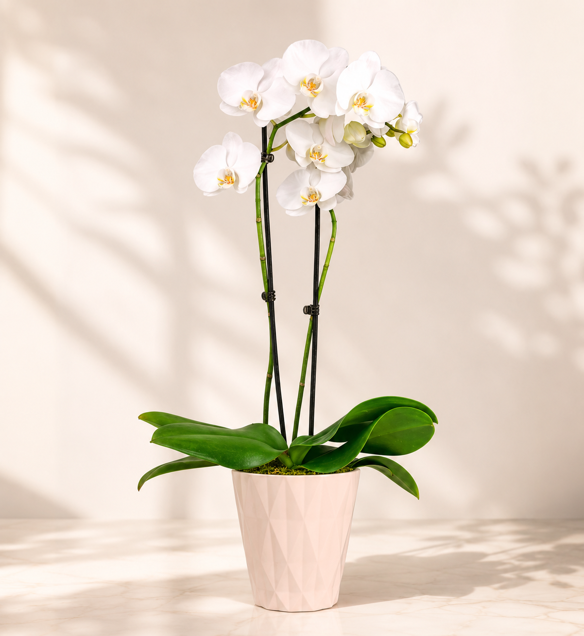 Orchid Plant
